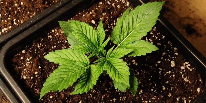 den Cannabis Eigenanbau