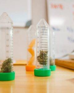 Alles über Cannabis Terpene