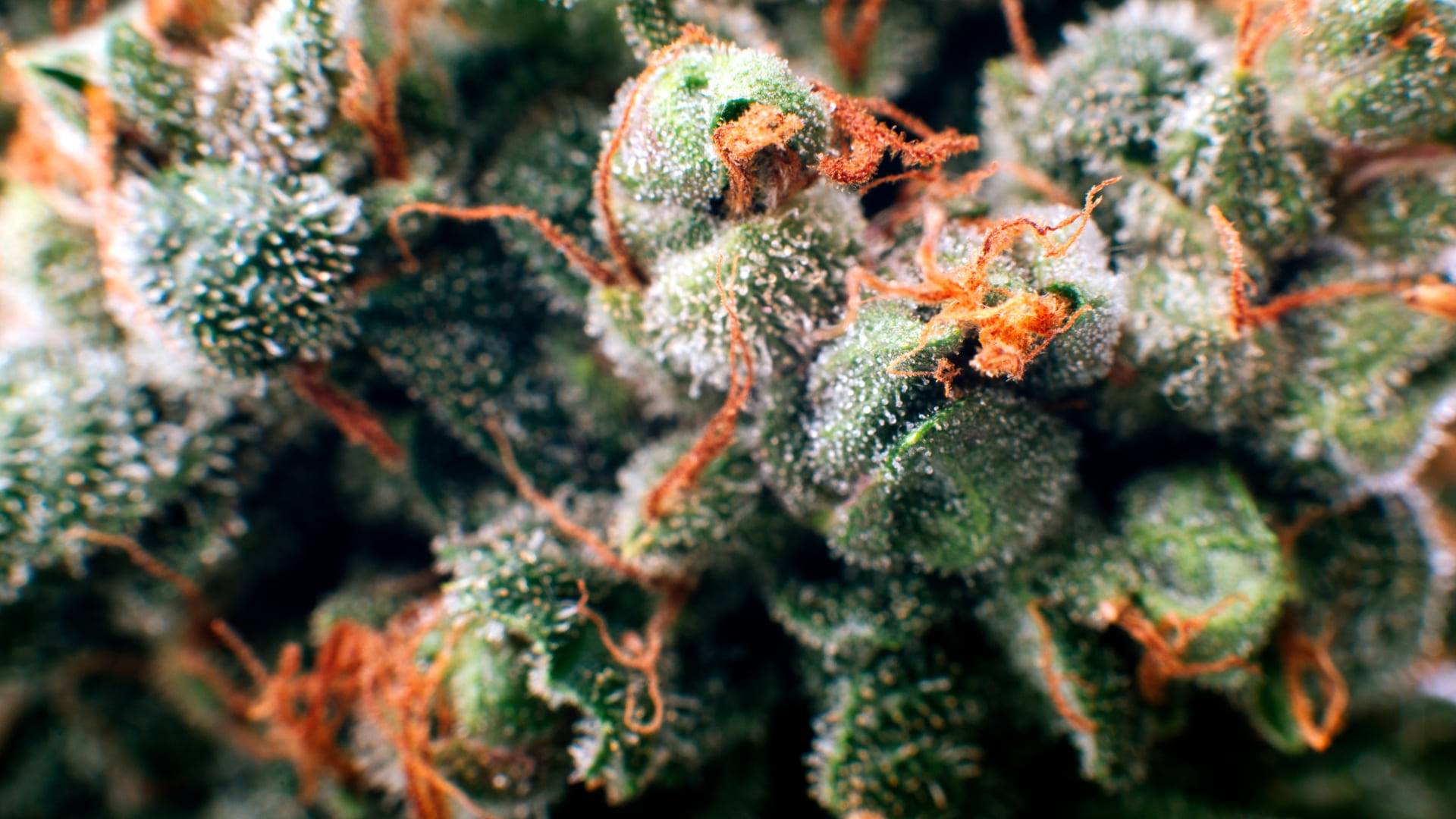 Cannabis Terpene – Nahaufnahme einer Blüte Makroaufnahme einer Cannabis-Blüte mit Trichomen und orangefarbenen Härchen, die reich an aromatischen Cannabis Terpenen ist.
