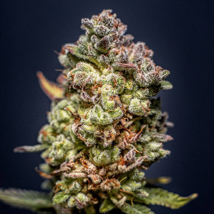 Cookies Cali Cannabis Samen