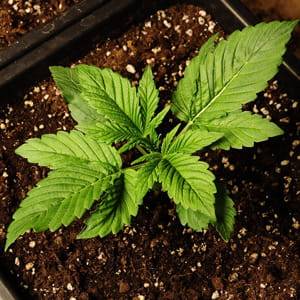 CBD Guide - Junge Hanfpflanze im Boden als Grundlage für hochwertige CBD Produkte und nachhaltigen Anbau