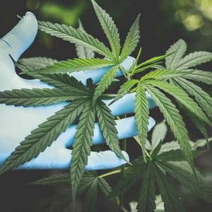 Hanfblatt wird mit Handschuh geprüft als Symbol für kontrollierte CBD Qualität und botanische Reinheit