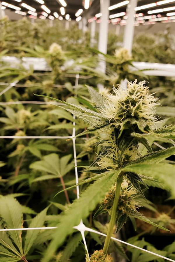 Hanfpflanzen im kontrollierten Indoor-Anbau als Grundlage für verarbeitete Cannabinoid-Produkte Hanfpflanze im Indoor-Anbau unter kontrollierten Bedingungen als Ausgangsbasis für die technologische Verarbeitung von Cannabinoiden
