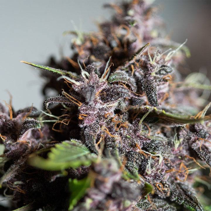 Purple Punch Cannabis Samen
