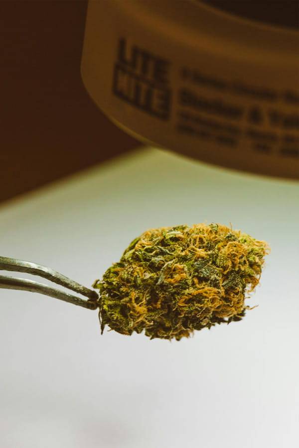 Nahaufnahme einer Cannabisblüte als Symbolbild für genetische Merkmale, Struktur und Sorteneinordnung
