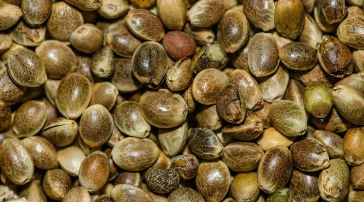 Nahaufnahme vitaler Cannabis-Samen mit gesunder Schale für beste Keimfähigkeit
