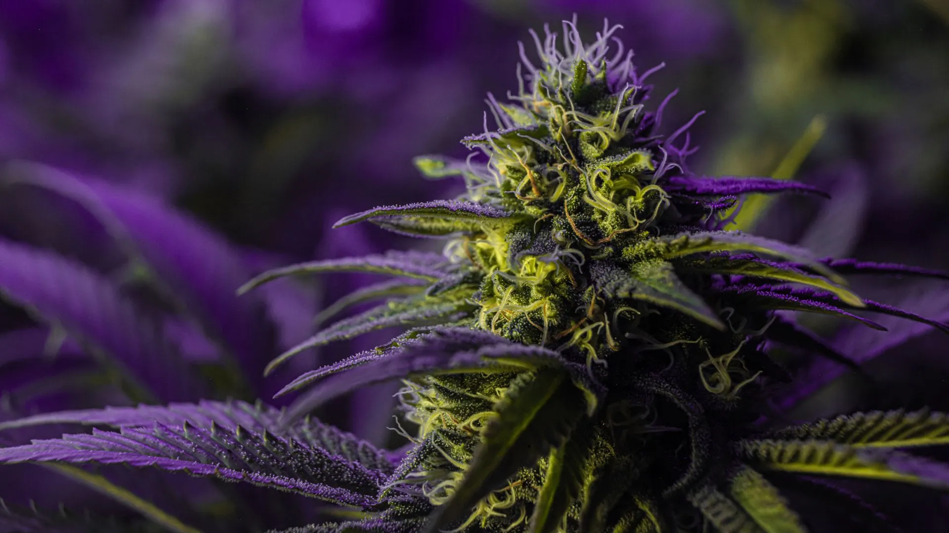 Cannabispflanze in der Blütephase in einer professionellen Indoor Growanlage